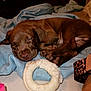 puppy, dog, sleeping, blanket, toy, indoor, brown, pet, cozy, resting, cute, paw, fur, animal, soft, nap, bedroom, comfort, domestic, young