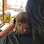 Bruno is registered to the contest to win money with this photo: puppy, dog, brown, blue_eyes, close_up, person, long_hair, black_clothing, hug, snuggle, outdoor, porch, sunlight, warm, tender, animal, pet, cute, face, fur