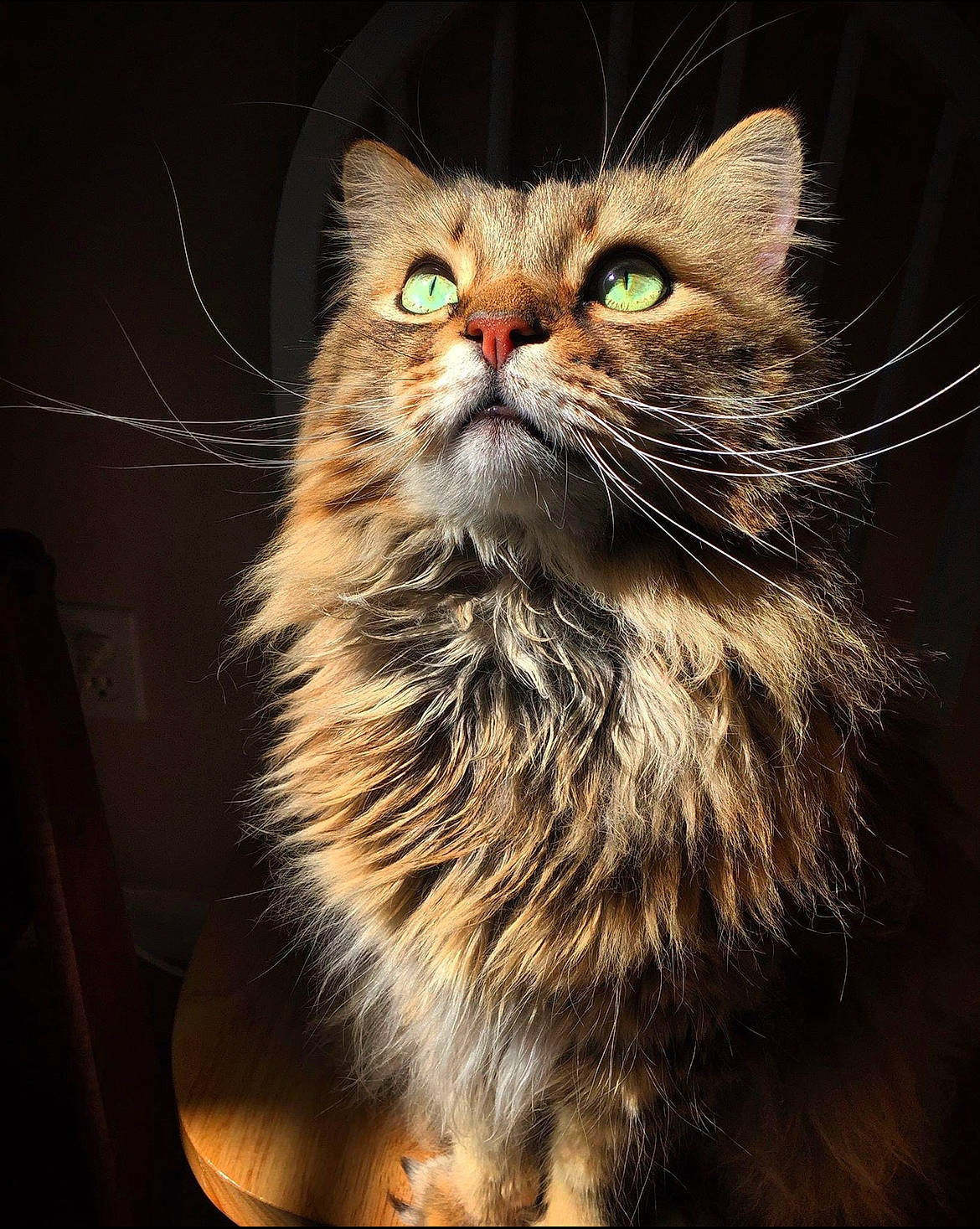 Tiny joined the competition — help win amazing prizes! carnivore, cat, darkness, domestic_short_haired_cat, fawn, felidae, fur, laperm, small_to_medium_sized_cats, terrestrial_animal, whiskers