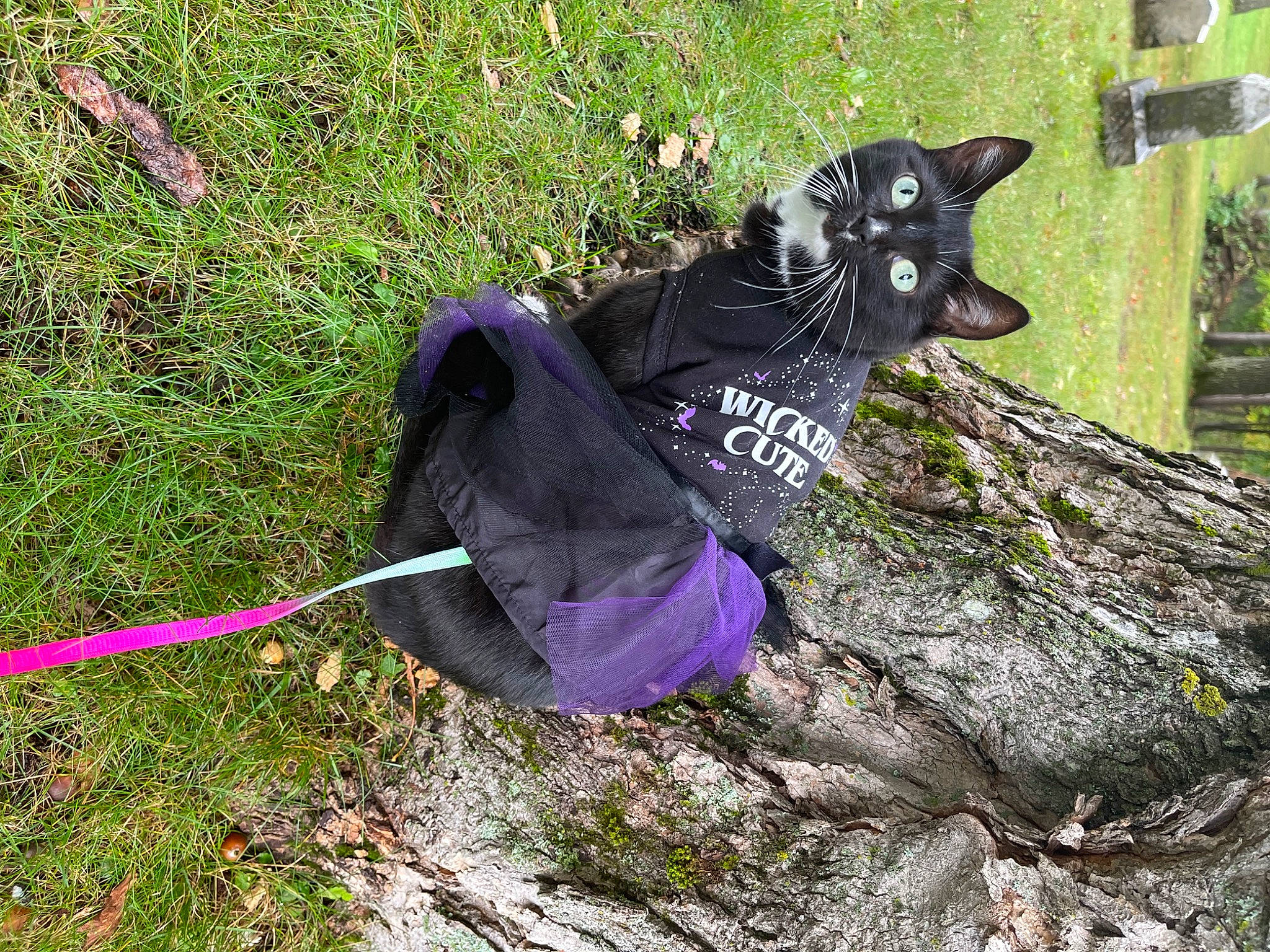 Polly joined the competition — help win amazing prizes! art, botany, canidae, carnivore, cat, collar, dog_breed, dog_supply, electric_blue, fashion_accessory, felidae, grass, leash, plant, purple, sculpture, small_to_medium_sized_cats, sporting_group, tail, tree