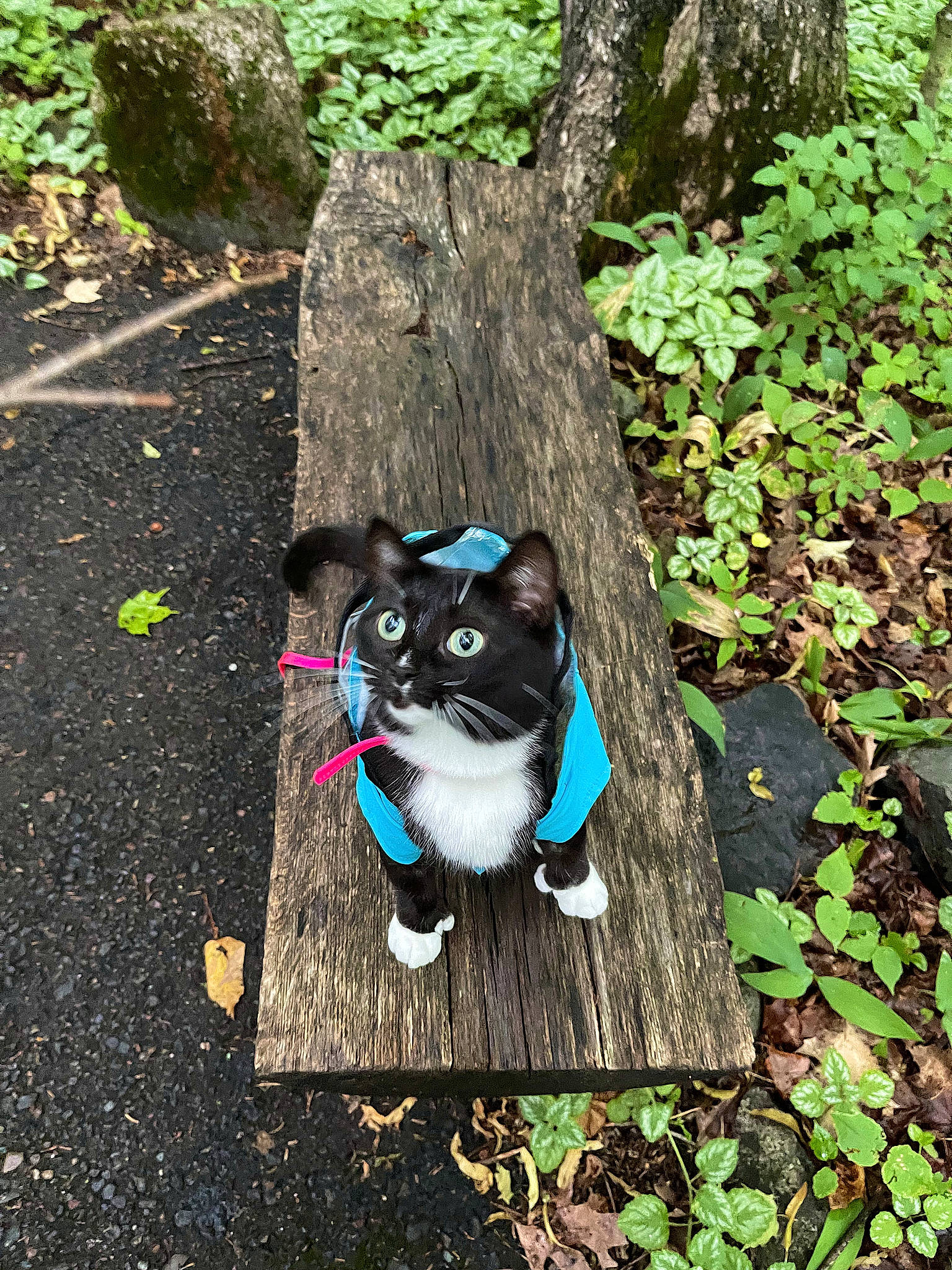 Polly joined the competition — help win amazing prizes! art, carnivore, cat, electric_blue, felidae, fur, grass, green, groundcover, plant, small_to_medium_sized_cats, snout, tail, terrestrial_animal, tints_and_shades, tree, trunk, whiskers, wood, woody_plant