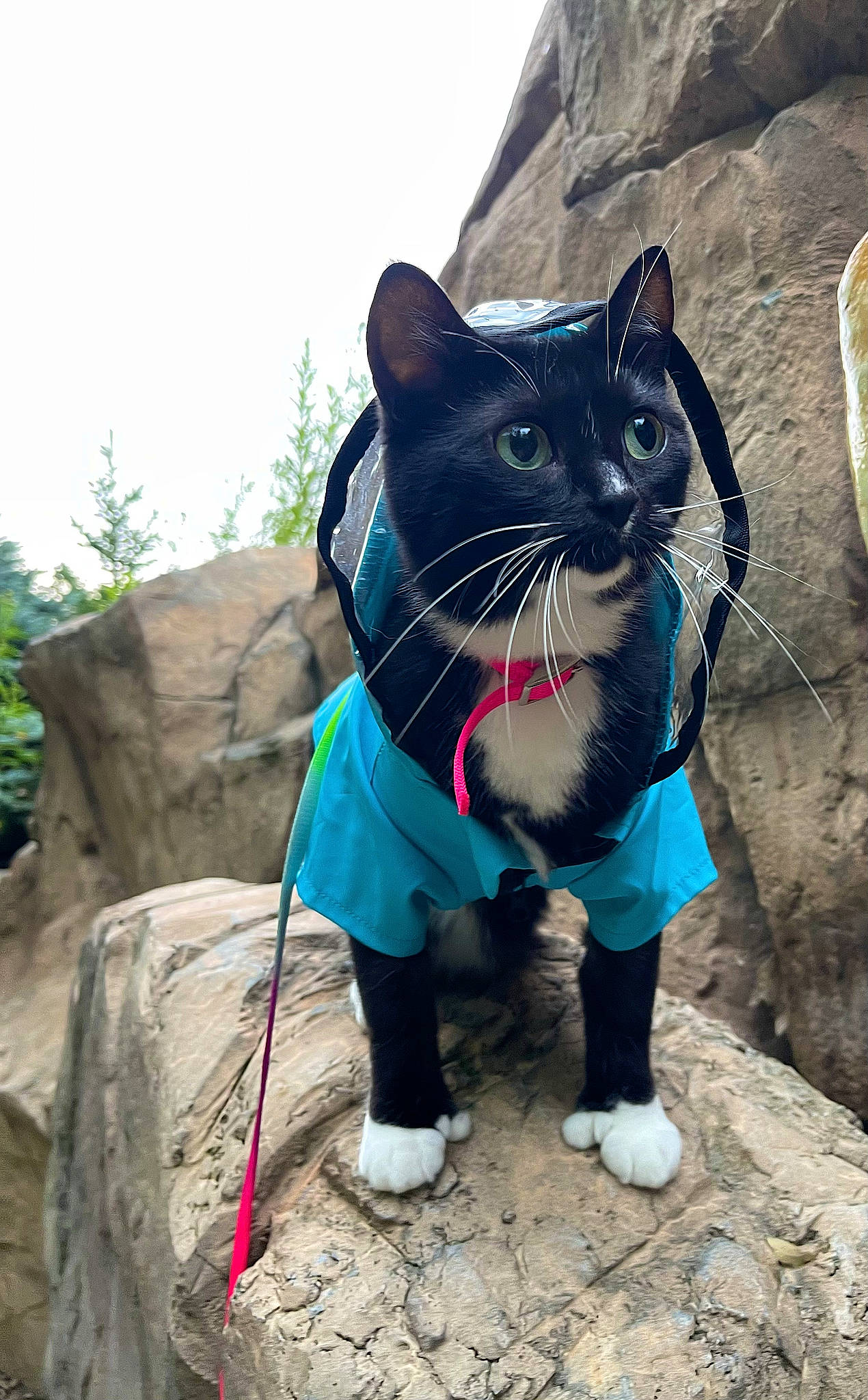 Polly joined the competition — help win amazing prizes! adventure, black_cat, carnivore, cat, domestic_short_haired_cat, electric_blue, eye, fawn, felidae, fur, grass, recreation, rock, sky, small_to_medium_sized_cats, snout, tail, terrestrial_animal, tree, whiskers