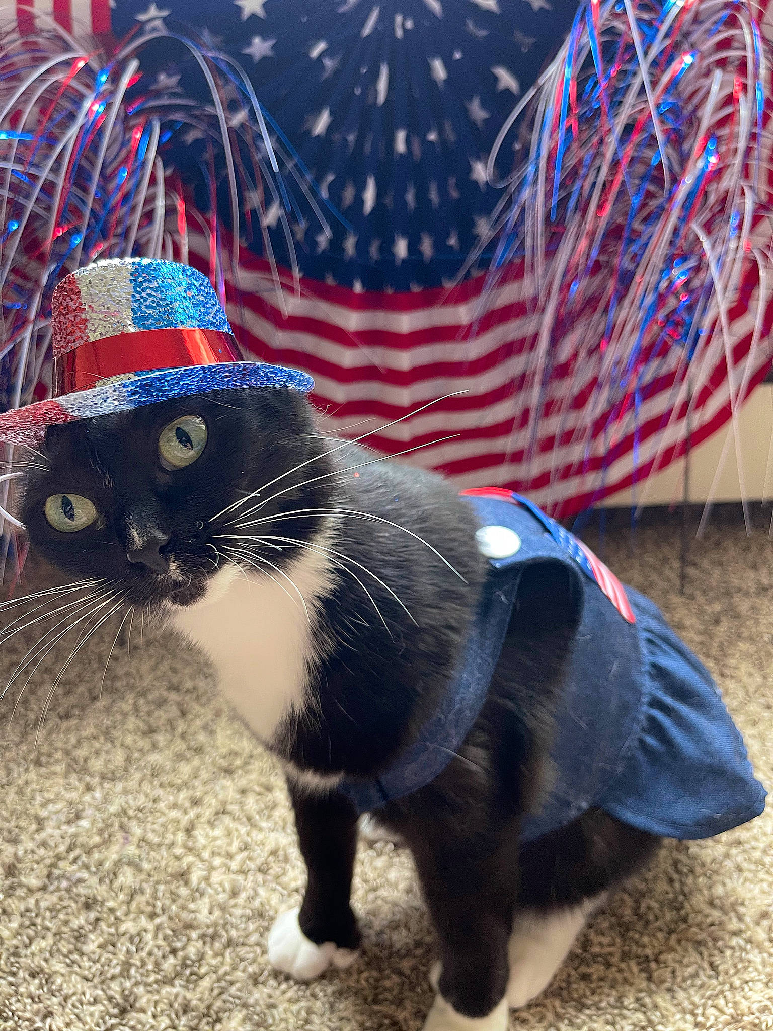 Polly joined the competition — help win amazing prizes! black_cat, carnivore, cat, collar, dog_breed, electric_blue, eyewear, fawn, felidae, fur, grass, hat, headgear, leash, paw, small_to_medium_sized_cats, tail, terrestrial_animal, toy, whiskers