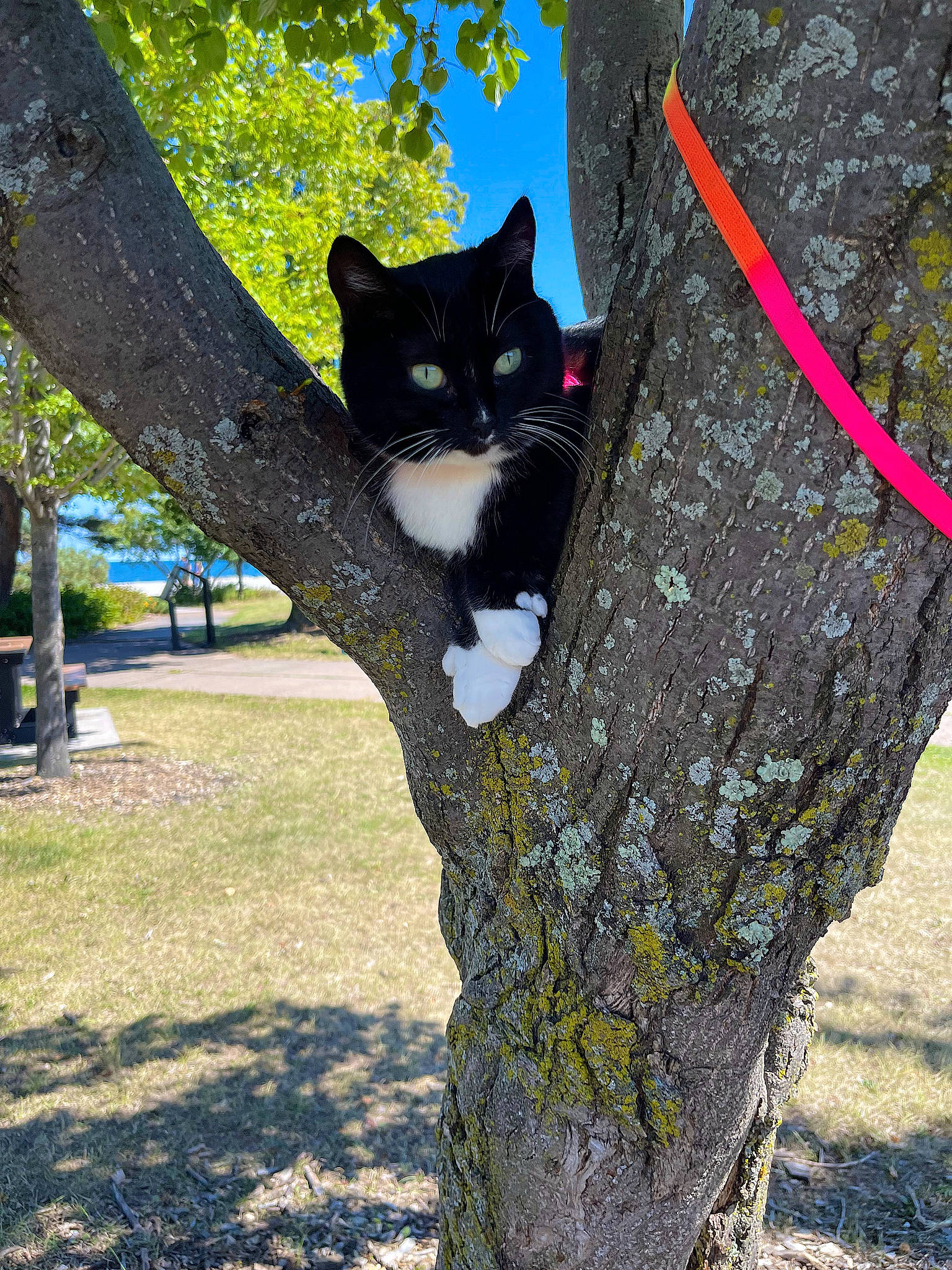 Polly is registered to the contest to win money with this photo: black_cat, branch, carnivore, cat, domestic_short_haired_cat, felidae, fur, grass, leaf, plant, sky, small_to_medium_sized_cats, tail, tints_and_shades, tree, trunk, twig, whiskers, wood, woody_plant