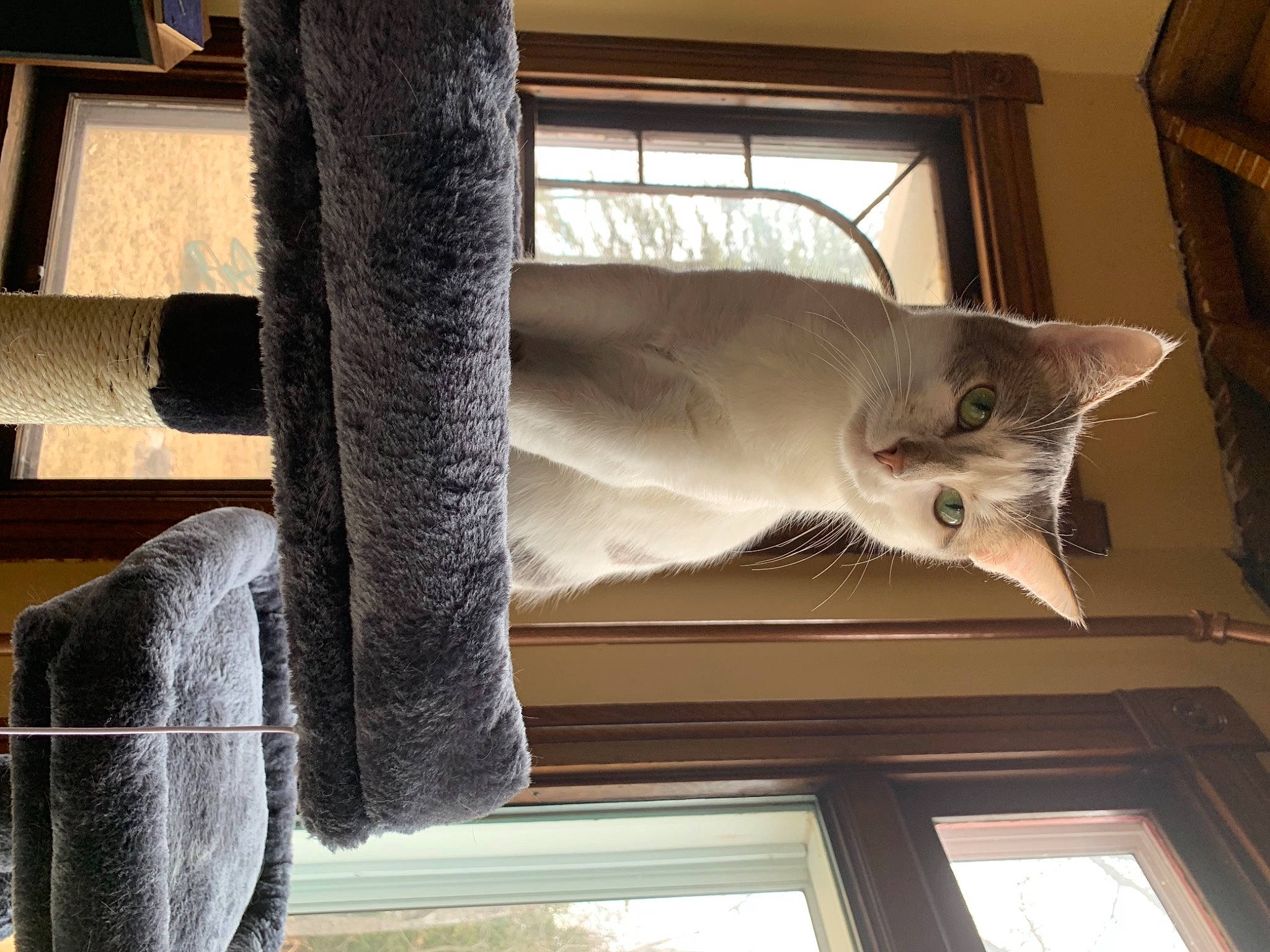 Peep is registered to the contest to win money with this photo: automotive_tire, carnivore, cat, ceiling, domestic_short_haired_cat, felidae, fur, grey, hardwood, room, sash_window, small_to_medium_sized_cats, snout, tail, tints_and_shades, tree, whiskers, window, wood