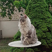 Orion a rejoint le concours — aidez-le/la à gagner de superbes lots ! cat, fluffy_cat, table, outdoor, garden, greenery, bushes, tree, chair, patio, marble_table, pet, animal, sitting, feline, nature, relaxed, domestic_cat, fur, calm