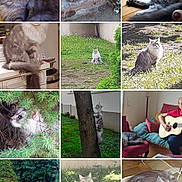 Orion a rejoint le concours — aidez-le/la à gagner de superbes lots ! cat, climbing, curious, flower, fluffy, furniture, garden, grass, gray_cat, guitar, home, indoor, lying_down, outdoor, person, plant, relaxed, sitting, tree, window