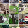 cat, climbing, curious, flower, fluffy, furniture, garden, grass, gray_cat, guitar, home, indoor, lying_down, outdoor, person, plant, relaxed, sitting, tree, window
