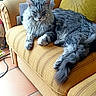 Orion a rejoint le concours — aidez-le/la à gagner de superbes lots ! animal, cat, comfortable, couch, domestic, feline, fluffy, fur, gray_cat, green_pillow, home, indoor, living_room, pet, quiet, relaxing, resting, sofa, tile_floor, yellow_couch