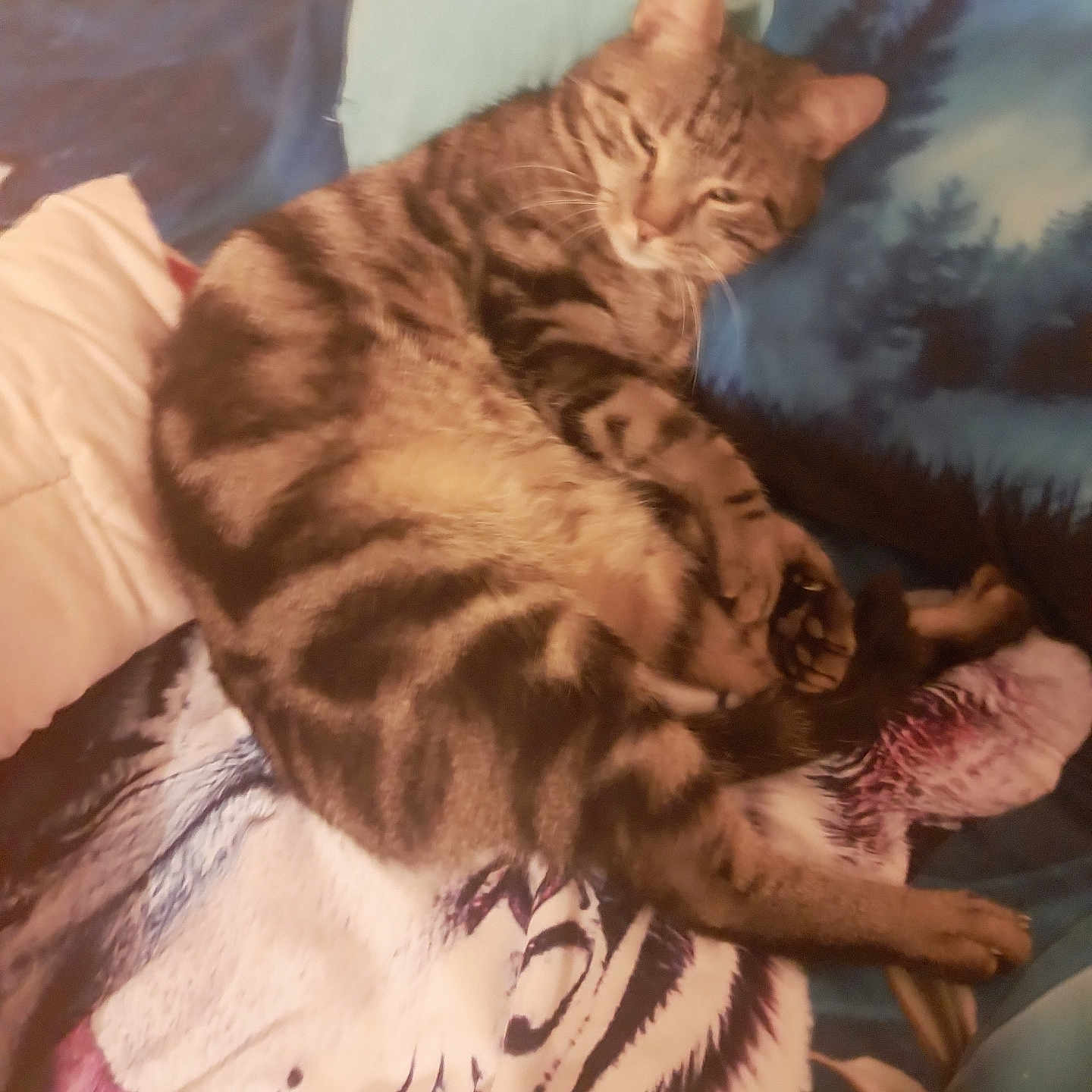 Billou a rejoint le concours — aidez-le/la à gagner de superbes lots ! animal, blanket, cat, cozy, cushion, cute, domestic, fur, indoor, mammal, paws, pet, relaxed, resting, sleeping, soft, striped, tabby, tiger_print, whiskers