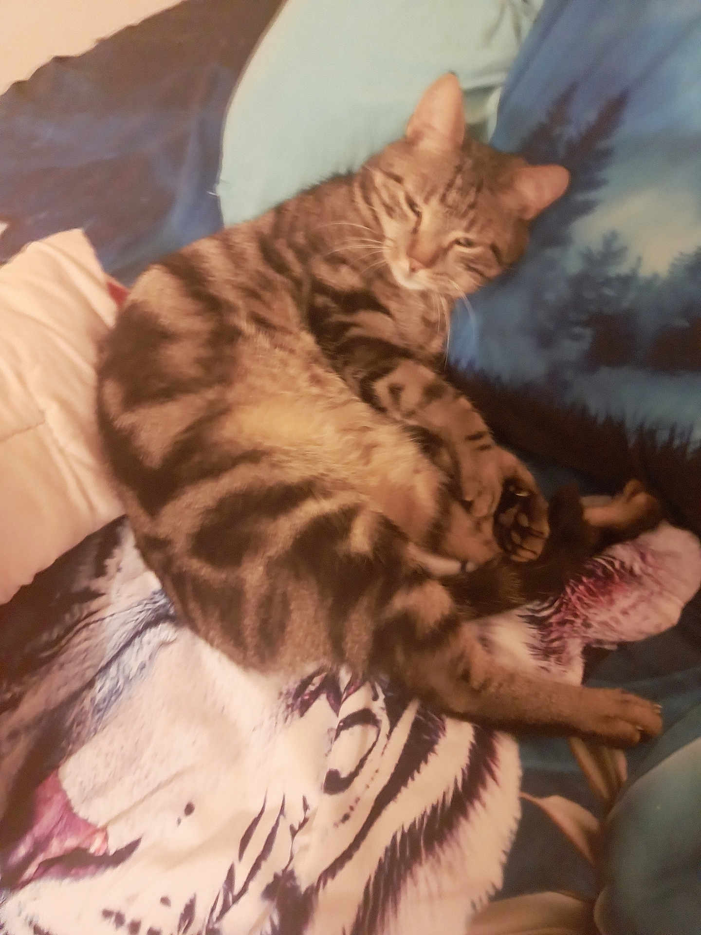 Billou a rejoint le concours — aidez-le/la à gagner de superbes lots ! animal, blanket, cat, cozy, cushion, cute, domestic, fur, indoor, mammal, paws, pet, relaxed, resting, sleeping, soft, striped, tabby, tiger_print, whiskers