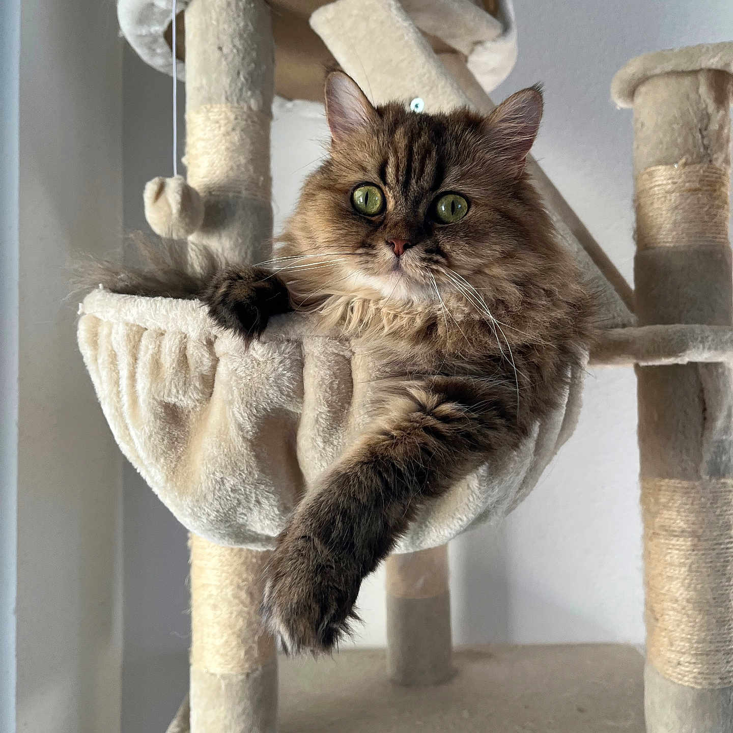 Ruby participe au concours pour gagner de l'argent avec cette photo : animal, cat, cat_tree, claws, comfortable, cute, ears, feline, fluffy, fur, green_eyes, hammock, household, indoor, paw, pet, relaxed, resting, tabby, whiskers