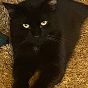 Sonny joined the competition — help win amazing prizes! cat, black_cat, pet, feline, indoor, carpet, yellow_eyes, whiskers, paw, fur, portrait, looking_at_camera, relaxed, lying_down, close_up, domestic_animal, cute, pet_portrait, animal, black_fur