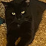 cat, black_cat, pet, feline, indoor, carpet, yellow_eyes, whiskers, paw, fur, portrait, looking_at_camera, relaxed, lying_down, close_up, domestic_animal, cute, pet_portrait, animal, black_fur