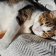 Frimousse a rejoint le concours — aidez-le/la à gagner de superbes lots ! cat, tabby, white, fur, green_eyes, paw, comb, blanket, texture, sunlight, indoor, relaxing, pet, cute, closeup, whiskers, ears, nose, resting, cozy