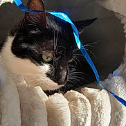 Réglisse participe au concours pour gagner de l'argent avec cette photo : cat, black_and_white, whiskers, green_eye, blue_ribbon, blanket, soft_texture, close_up, pet, fur, indoor, cozy, resting, sleepy, light, shadow, cute, animal, feline, portrait