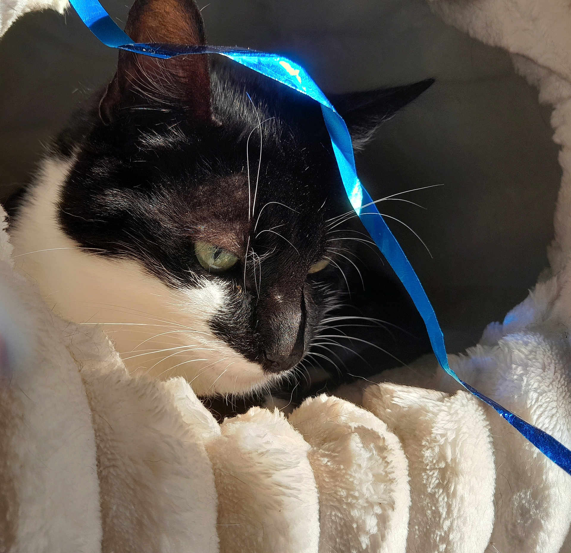 Réglisse participe au concours pour gagner de l'argent avec cette photo : cat, black_and_white, whiskers, green_eye, blue_ribbon, blanket, soft_texture, close_up, pet, fur, indoor, cozy, resting, sleepy, light, shadow, cute, animal, feline, portrait