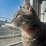 Brindille a rejoint le concours — aidez-le/la à gagner de superbes lots ! cat, window, sunlight, whiskers, fur, close_up, profile, curious, indoor, pet, animal, reflection, daylight, domestic_cat, looking_out, pink, neck, ears, soft_light, side_view