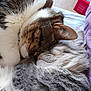 cat, cats, sleeping, snuggling, fur, closeup, cozy, pet, animal, cute, friendship, relaxing, whiskers, ears, tabby, gray_cat, brown_cat, indoor, soft, resting