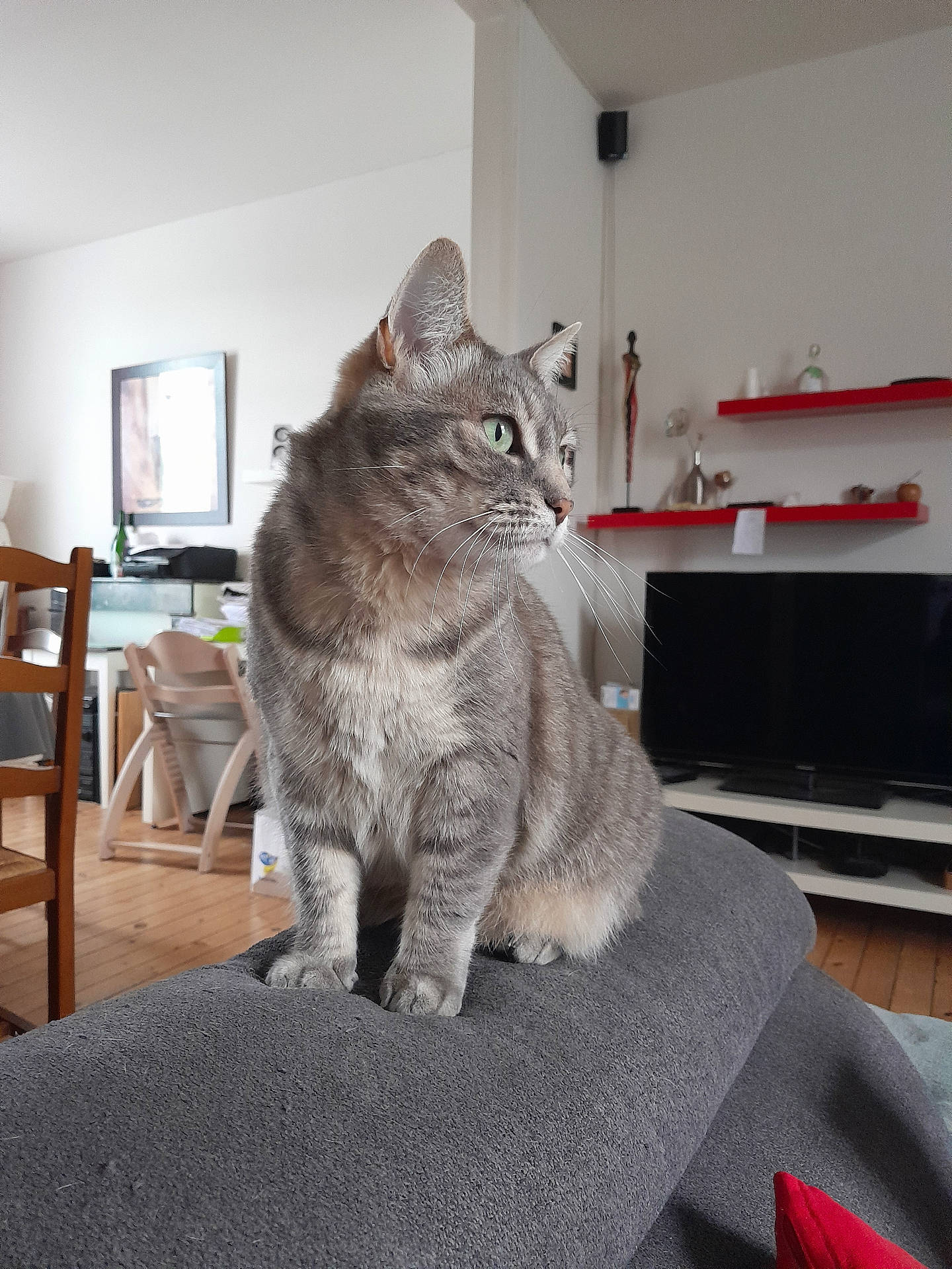 Brindille participe au concours pour gagner de l'argent avec cette photo : blanket, cat, chair, cozy, curious, domestic_cat, ears, eyes, feline, furniture, gray_tabby, household, indoor, living_room, pet, shelf, sitting, television, whiskers, wooden_floor