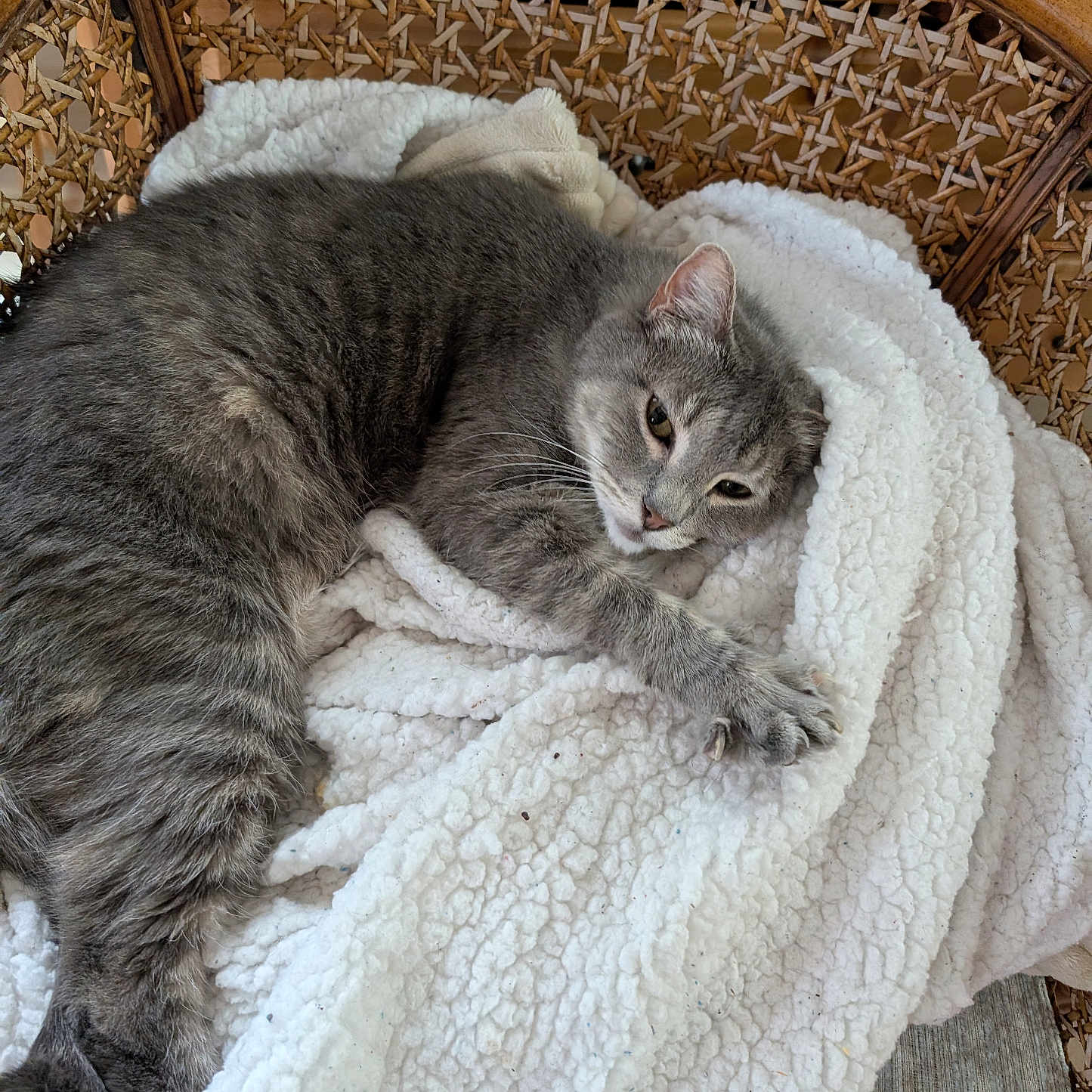 Smokey joined the competition — help win amazing prizes! abyssinian, animal, armchair, basket, bed, blanket, cat, chair, couch, cushion, furniture, homedecor, kitten, linen, manx, person, pet, quilt, sleeping, towel