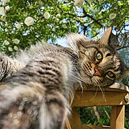 Orion a rejoint le concours — aidez-le/la à gagner de superbes lots ! animal, cat, close_up, curious, feline, flowers, fluffy, garden, greenery, nature, outdoor, paw, pet, relaxed, summer, sunlight, tabby, tree, whiskers, wooden_chair