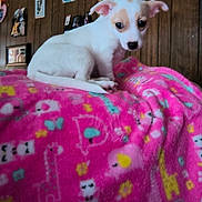 Chloe is registered to the contest to win money with this photo: puppy, dog, white, tan_spots, blanket, pink, animal_patterns, indoor, wooden_wall, framed_photos, curious, pet, cute, small_dog, cozy, soft_texture, sitting, young, fur, ears