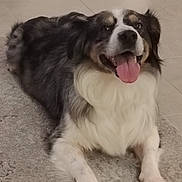 Pixie a rejoint le concours — aidez-le/la à gagner de superbes lots ! dog, pet, animal, happy, tongue_out, lying_down, carpet, floor, tile, fur, white_fur, black_fur, brown_fur, indoor, cute, canine, muzzle, ears, paw, smiling