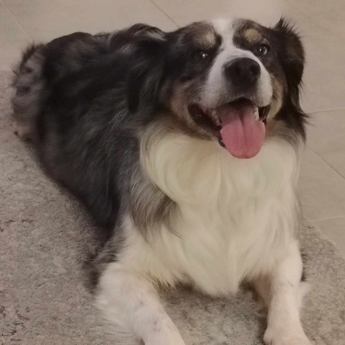 Pixie a rejoint le concours — aidez-le/la à gagner de superbes lots ! animal, black_fur, brown_fur, canine, carpet, cute, dog, ears, floor, fur, happy, indoor, lying_down, muzzle, paw, pet, smiling, tile, tongue_out, white_fur