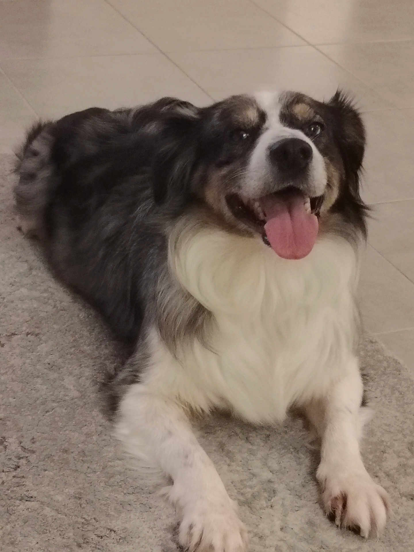 Pixie a rejoint le concours — aidez-le/la à gagner de superbes lots ! dog, pet, animal, happy, tongue_out, lying_down, carpet, floor, tile, fur, white_fur, black_fur, brown_fur, indoor, cute, canine, muzzle, ears, paw, smiling
