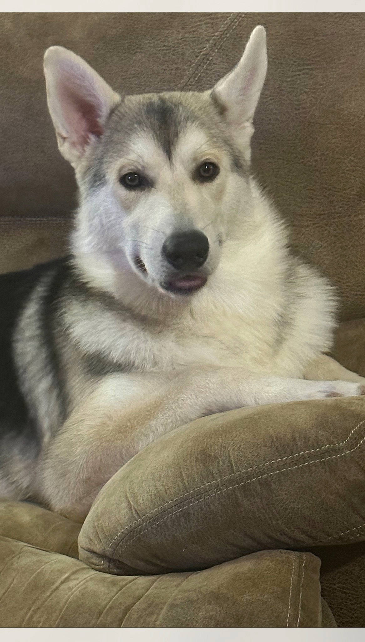 Lobo is registered to the contest to win money with this photo: ancient_dog_breeds, canidae, canis, carnivore, dog, dog_breed, fur, grey, non_sporting_group, snout, terrestrial_animal, whiskers, wildlife, wolf, working_animal, working_dog