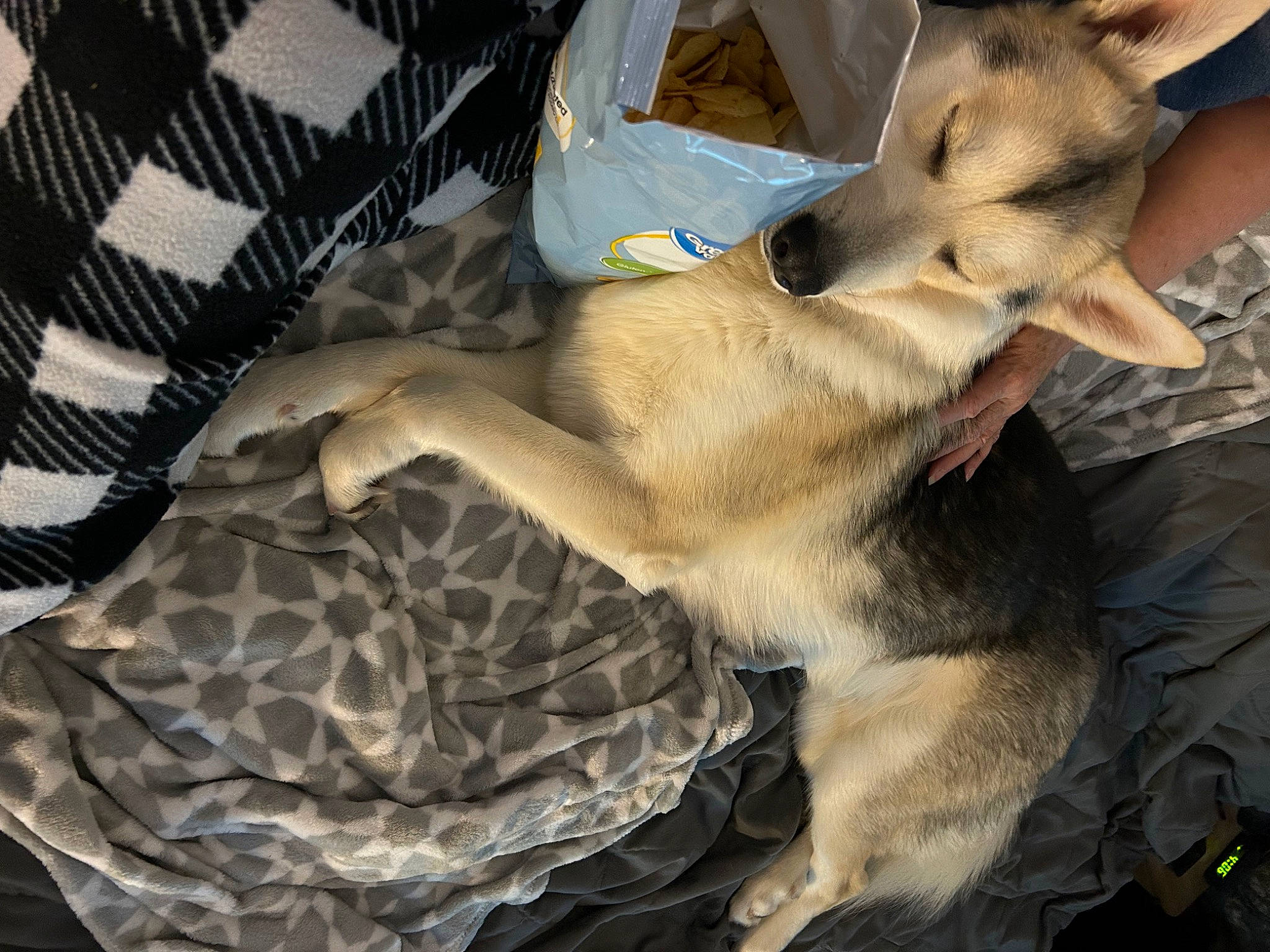 Lobo is registered to the contest to win money with this photo: canidae, carnivore, comfort, companion_dog, dog, dog_breed, dog_supply, fawn, fur, german_shepherd_dog, nap, pattern, paw, puppy, snout, sporting_group, street_dog, terrestrial_animal, whiskers, working_animal