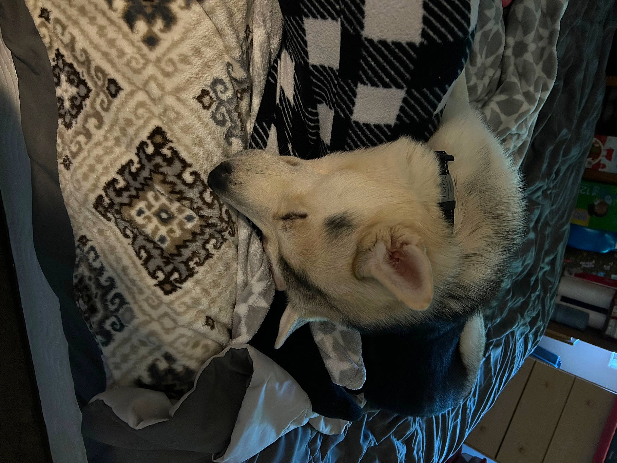 Lobo joined the competition — help win amazing prizes! beard, bedding, carnivore, comfort, companion_dog, dog, dog_breed, fawn, felidae, fur, linens, pattern, room, selfie, small_to_medium_sized_cats, textile, toy_dog, visual_arts, whiskers, woven_fabric