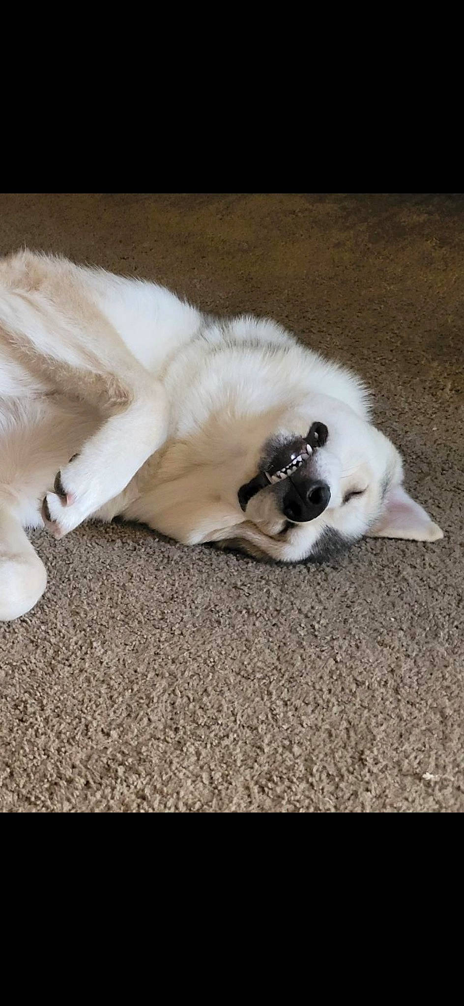 Lobo joined the competition — help win amazing prizes! canidae, carnivore, cat, comfort, companion_dog, dog_breed, fawn, felidae, flooring, fur, nap, non_sporting_group, paw, siamese, small_to_medium_sized_cats, snout, sporting_group, tail, terrestrial_animal, whiskers