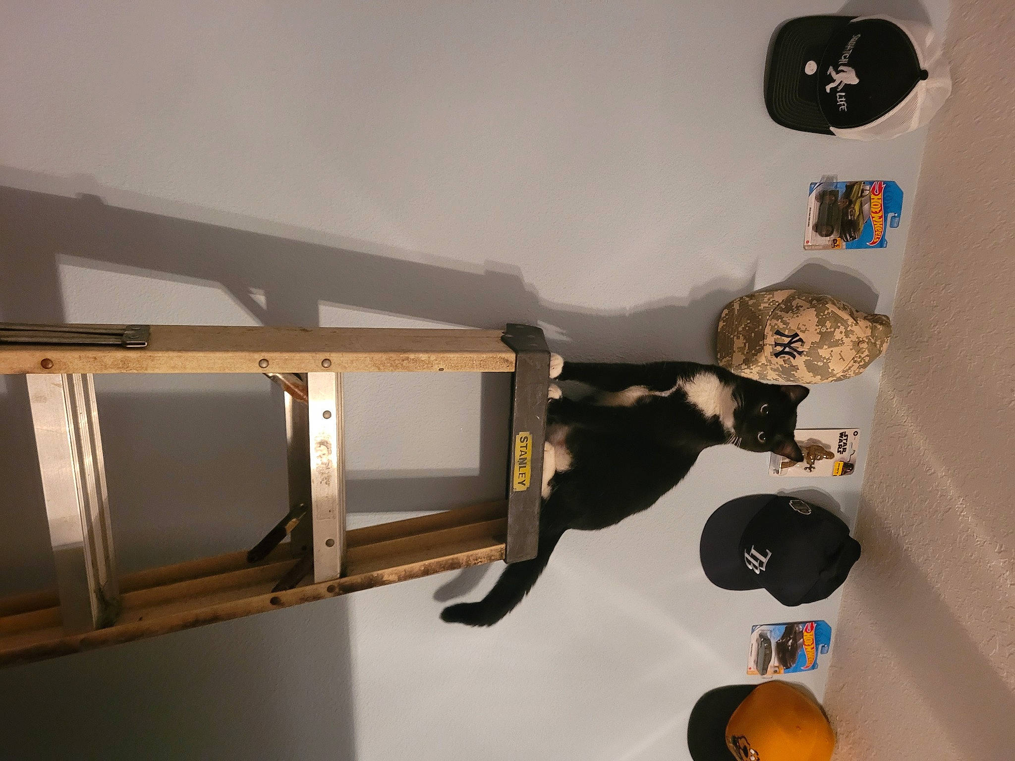 Boots is registered to the contest to win money with this photo: ceiling, circle, flooring, hardwood, house, interior_design, light_fixture, material_property, room, shelf, shelving, stairs, wall, wood