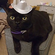 Honey is registered to the contest to win money with this photo: accessory, animal, black_cat, cat, close_up, cowboy_hat, cozy, cute, domestic_animal, furniture, household, indoor, living_room, ottoman, person_partial, pet, purple_collar, relaxed, table, yellow_eyes