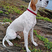 Aro a rejoint le concours — aidez-le/la à gagner de superbes lots ! dog, white_dog, brown_patch, red_collar, rocky_terrain, green_plants, coastline, water, houses, cloudy_sky, outdoor, animal, pet, sitting, side_view, nature, landscape, quiet, calm, attentive
