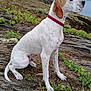 animal, attentive, brown_patch, calm, cloudy_sky, coastline, dog, green_plants, houses, landscape, nature, outdoor, pet, quiet, red_collar, rocky_terrain, side_view, sitting, water, white_dog