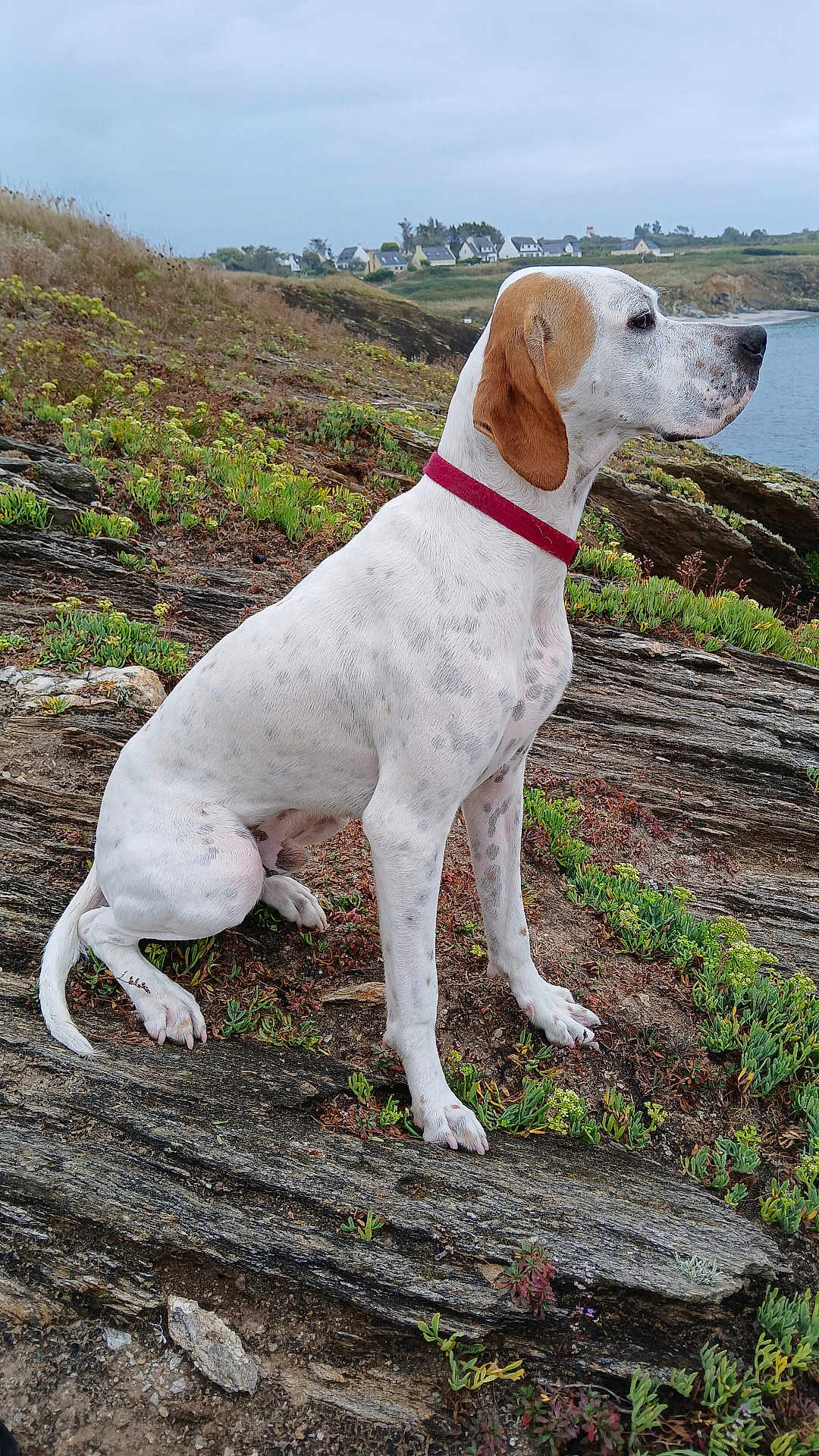 Aro a rejoint le concours — aidez-le/la à gagner de superbes lots ! dog, white_dog, brown_patch, red_collar, rocky_terrain, green_plants, coastline, water, houses, cloudy_sky, outdoor, animal, pet, sitting, side_view, nature, landscape, quiet, calm, attentive