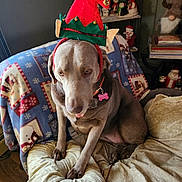 Dakota Salty joined the competition — help win amazing prizes! dog, elf_hat, pet, brown_dog, bed, blanket, indoor, holiday_decor, christmas, furniture, cozy, animal, tongue_out, collar, tag, floor, wood_floor, sitting, cute, expression