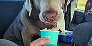 Dakota Salty is registered to the contest to win money with this photo: adult, animal, bodypart, box, canine, cream, cup, cushion, dessert, disposablecup, dog, finger, food, hand, homedecor, hound, icecream, male, person, pet