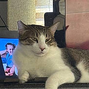 Mawmaw is registered to the contest to win money with this photo: animal, cat, closeup, countertop, domestic, ears, feline, fur, household, indoor, lounge, mammal, paw, pet, portrait, relaxed, resting, tabby, whiskers, white_fur