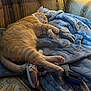 Stanley joined the competition — help win amazing prizes! cat, orange_cat, sleeping, blanket, couch, gaming_controller, paw, cozy, indoor, relaxation, pet, fur, tabby, comfort, home, napping, feline, electronics, soft, rest