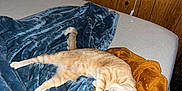 Stanley is registered to the contest to win money with this photo: cat, orange_tabby, sleeping, bed, blanket, blue_blanket, brown_blanket, wood_panel_wall, cozy, indoor, pet, feline, resting, fur, cute, animal, comfort, relaxation, domestic, napping