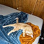 cat, orange_tabby, sleeping, bed, blanket, blue_blanket, brown_blanket, wood_panel_wall, cozy, indoor, pet, feline, resting, fur, cute, animal, comfort, relaxation, domestic, napping