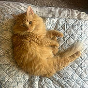 Eeyore joined the competition — help win amazing prizes! cat, orange_cat, fluffy, pet, lying_down, quilt, patterned_quilt, indoor, carpet, relaxed, fur, cute, animal, mammal, whiskers, tail, ears, paws, domestic_cat, resting