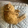 cat, orange_cat, fluffy, pet, lying_down, quilt, patterned_quilt, indoor, carpet, relaxed, fur, cute, animal, mammal, whiskers, tail, ears, paws, domestic_cat, resting