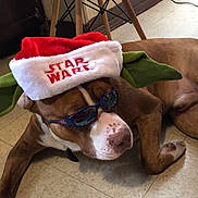 Kapone joined the competition — help win amazing prizes! dog, brown_dog, sunglasses, star_wars_hat, yoda_ears, floor, indoor, tile_floor, resting, pet, costume, holiday_hat, cool, casual, funny, accessory, animal, canine, relaxed, portrait