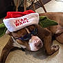dog, brown_dog, sunglasses, star_wars_hat, yoda_ears, floor, indoor, tile_floor, resting, pet, costume, holiday_hat, cool, casual, funny, accessory, animal, canine, relaxed, portrait
