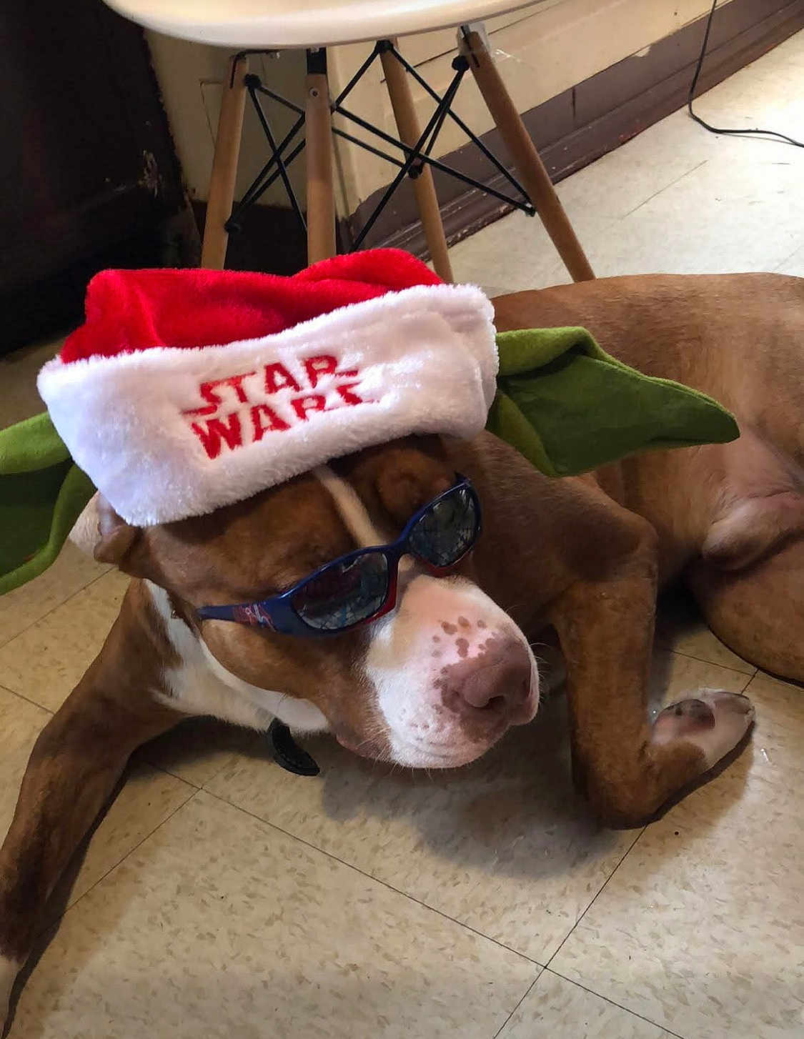 Kapone joined the competition — help win amazing prizes! dog, brown_dog, sunglasses, star_wars_hat, yoda_ears, floor, indoor, tile_floor, resting, pet, costume, holiday_hat, cool, casual, funny, accessory, animal, canine, relaxed, portrait